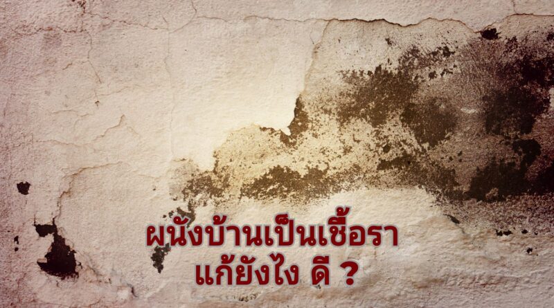 ผนังที่มีเชื้อรา